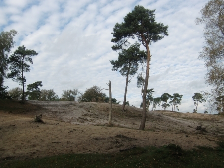 Bergen-Afferden NL : Maasdünen, NSG Afferdense Duinen, Wanderweg